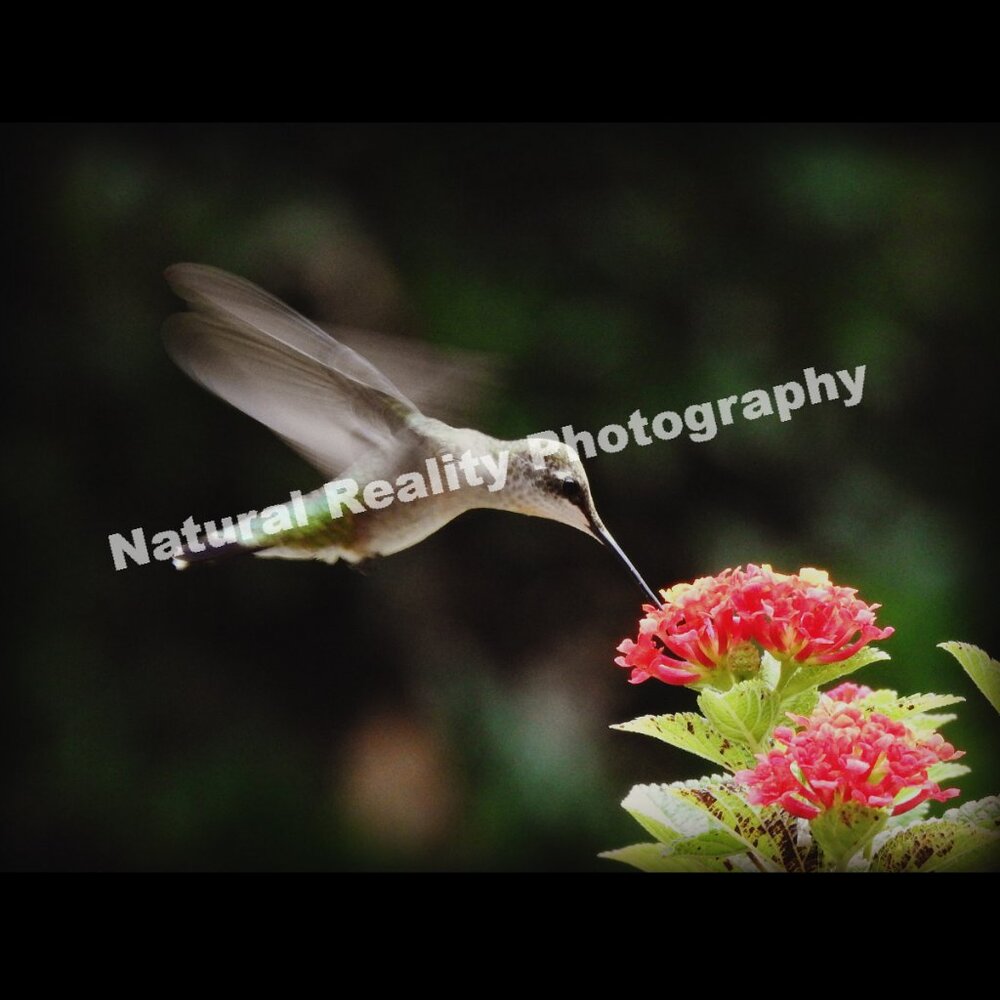 2/$13 Hummingbird In Flight Photography Print with Black Matte Frame - 8x10 - Picture 4 of 4